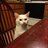 Angry Cat