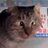Evilcat